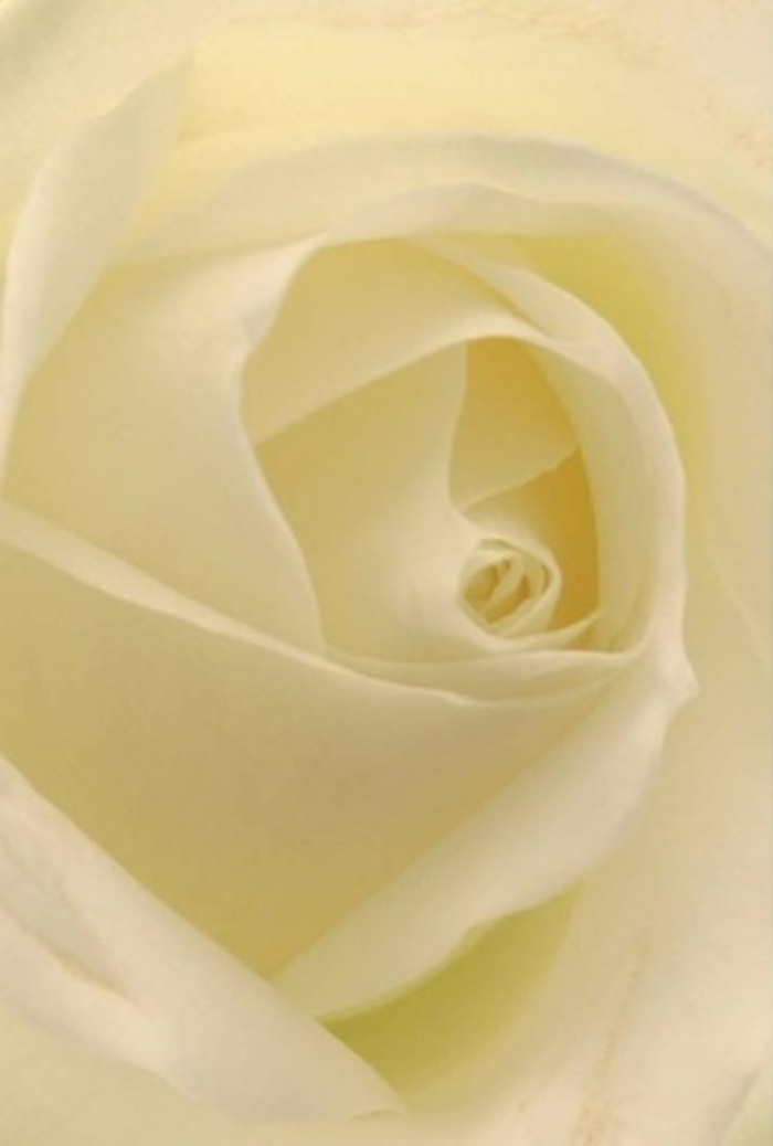 Gazing deeply into this classic white rose, arranged by an experienced Lewisham florist, one discovers a layered harmony in every petal. The nuances of cream and soft white glide seamlessly together, reflecting diffused daylight common to the gardens along Ladywell Fields or the backdrops of local community gatherings. The petals curl gently toward the heart of the bloom, as if gathering light and hope within their embrace. There is a defined tranquillity in the composition, with just enough shading and variation in tones to give the rose depth and a sense of tender resilience. Its spiralled centre speaks to purity and patience-the kind of qualities that make this bloom so appropriate for pledges of love, apologies, or memorable centrepieces at local Lewisham weddings. The subtle fragrance, barely hinted at, brings gentle clarity to the air, smoothing the mood and making every floral gift from Lewisham's neighbourhood florists feel both authentic and deeply thoughtful. Every visual and sensory detail has been arranged with care, making it the perfect choice for occasions where words might fall short, but flowers can still speak volumes.
